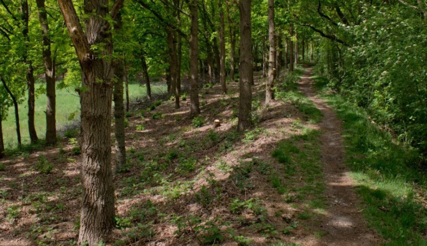 Revitalizing the Dutch Southern Water Defence