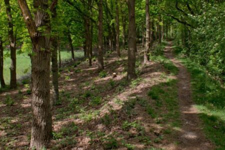 Revitalizing the Dutch Southern Water Defence