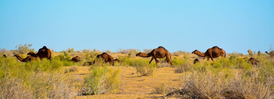 Water in the Desert? The Oxus Civilization and the role of the irrigation system