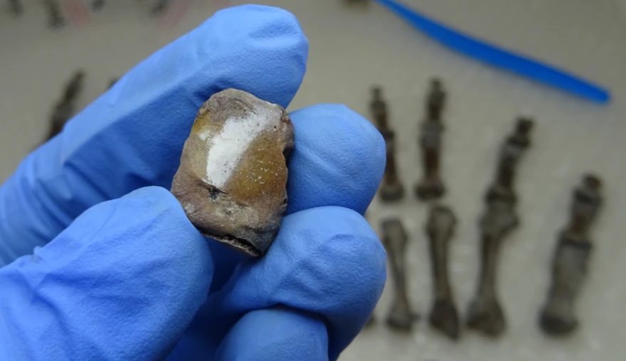 Suffering hands in medieval Dutch communities