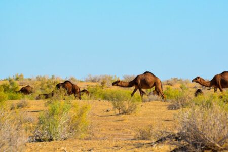Water in the Desert? The Oxus Civilization and the role of the irrigation system