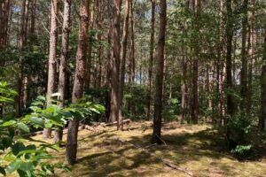 Forgotten barrows grafheuvel