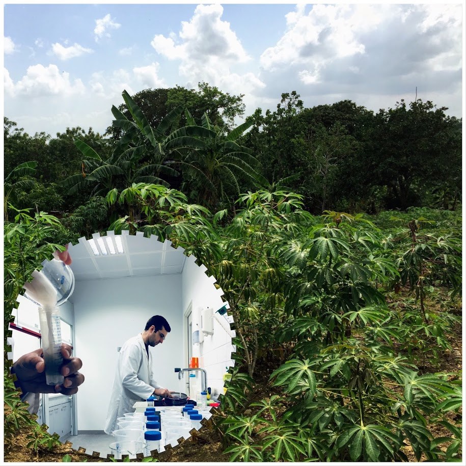 Manioc field and lab work 1